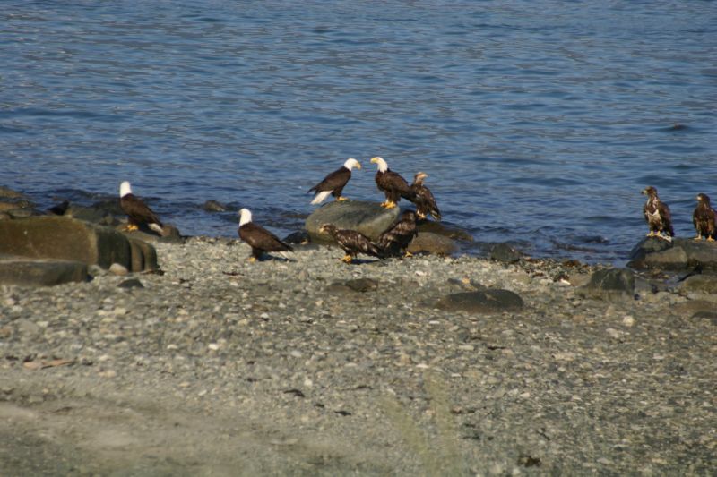 062404 Haines AK (10073)